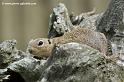 faune-2011_6895