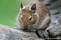 faune-2011_6903