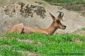 faune-2011_6909