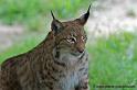 faune-2011_6913