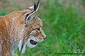 faune-2011_6916