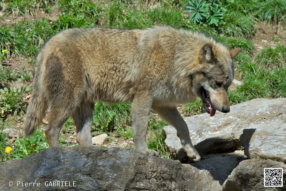 loup_7386.jpg