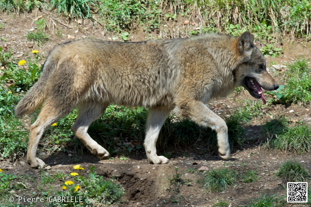 loup_7388.jpg