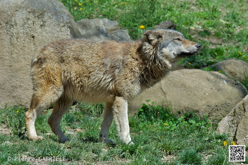 loup_7390.jpg