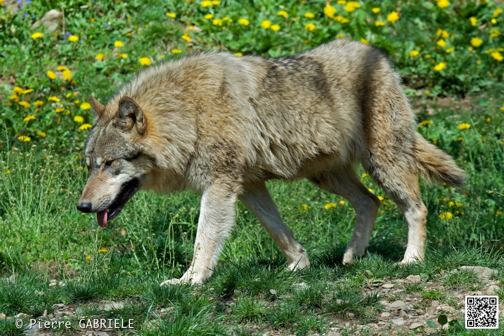 loup_7393.jpg