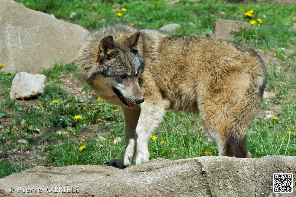 loup_7395.jpg