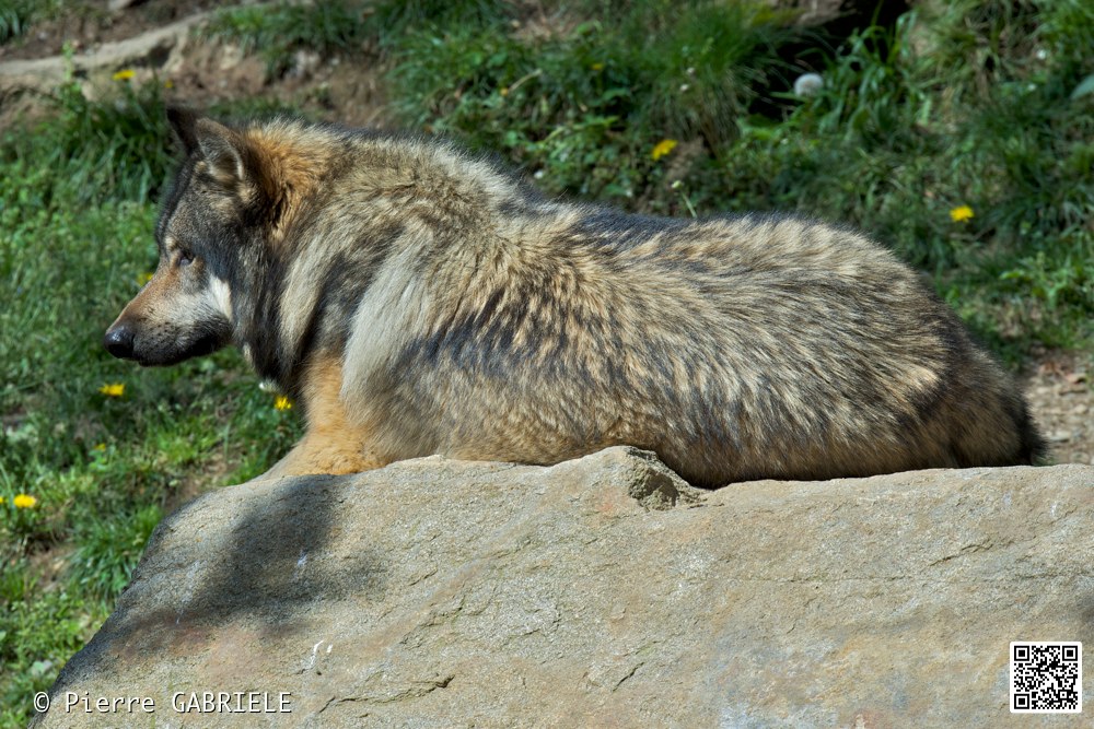loup_7396.jpg