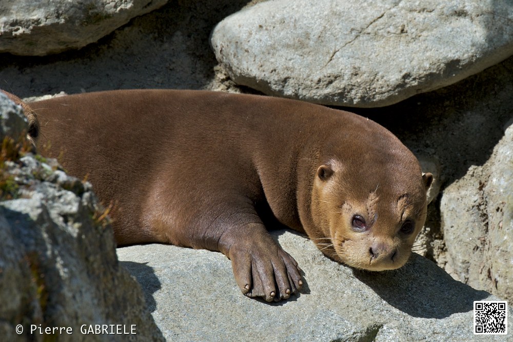 loutre-geante_7398.jpg