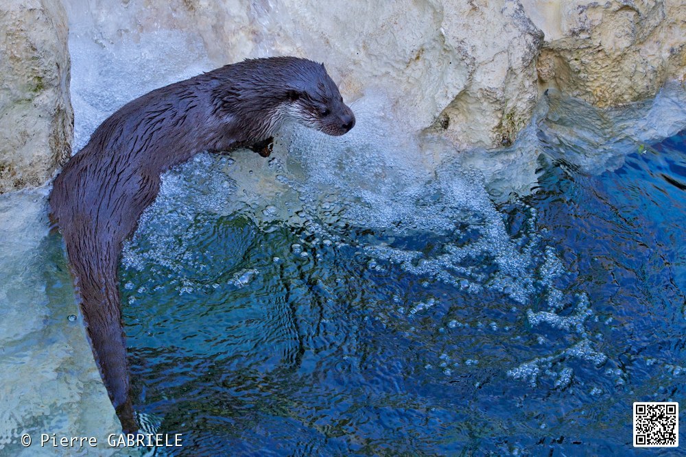 loutre_7268.jpg