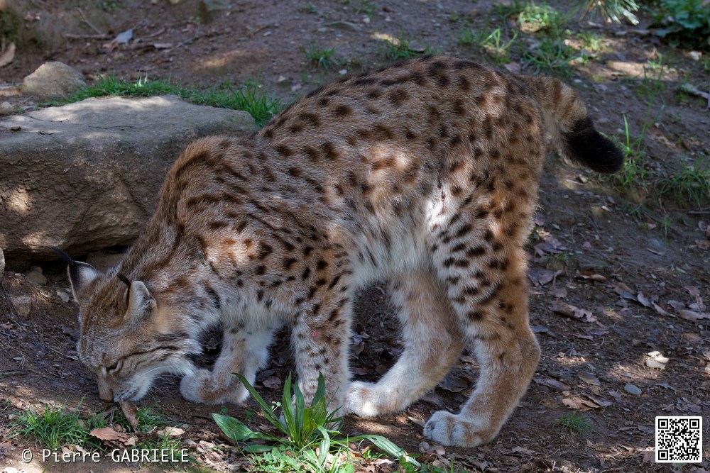 lynx_7296.jpg