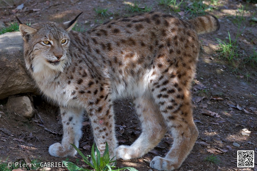 lynx_7298.jpg