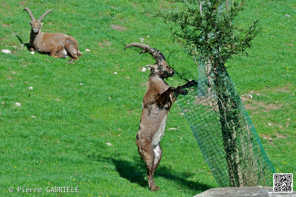 mouflon-a-manchettes_7340.jpg