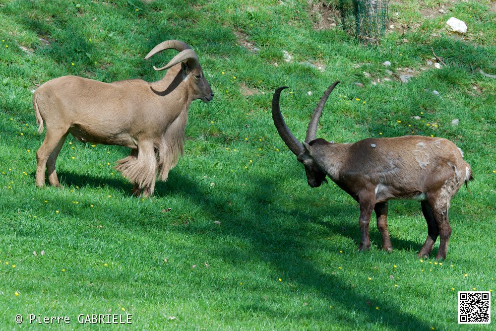 mouflon-a-manchettes_7348.jpg