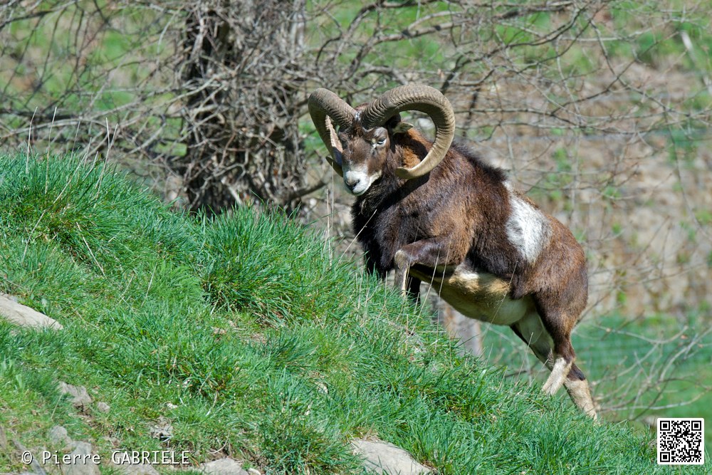 mouflon_7350.jpg