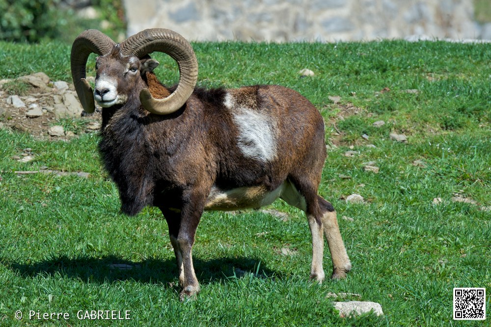 mouflon_7352.jpg
