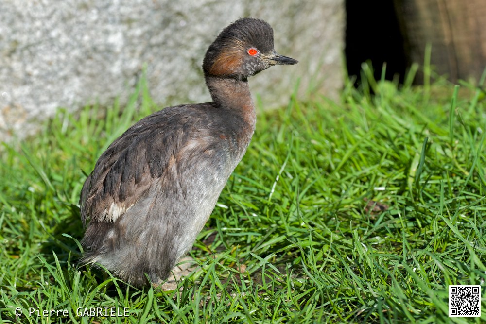 oiseaux_7227.jpg