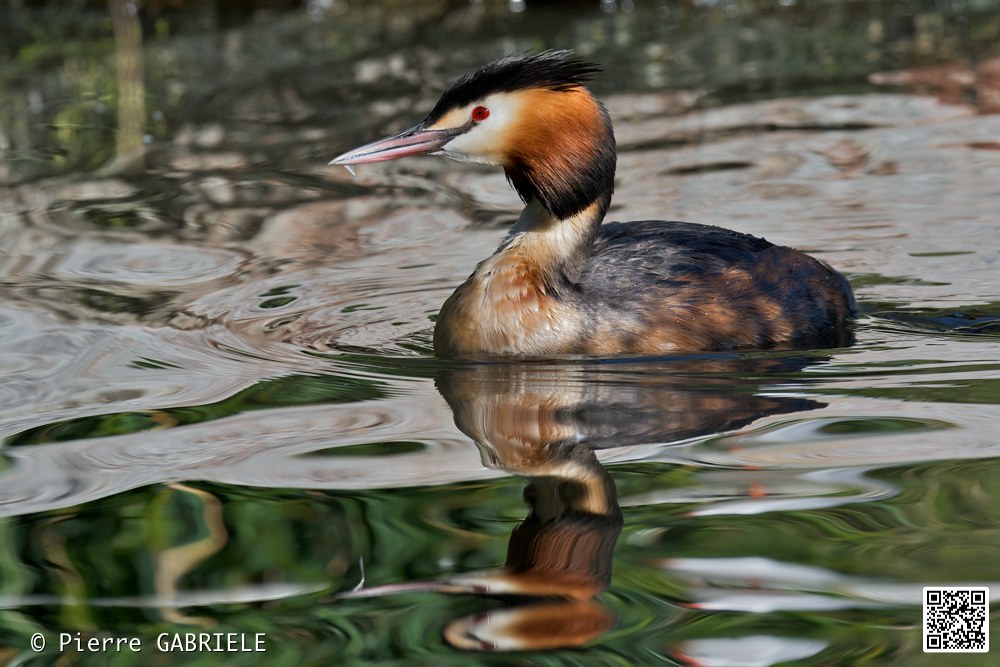 oiseaux_7229.jpg