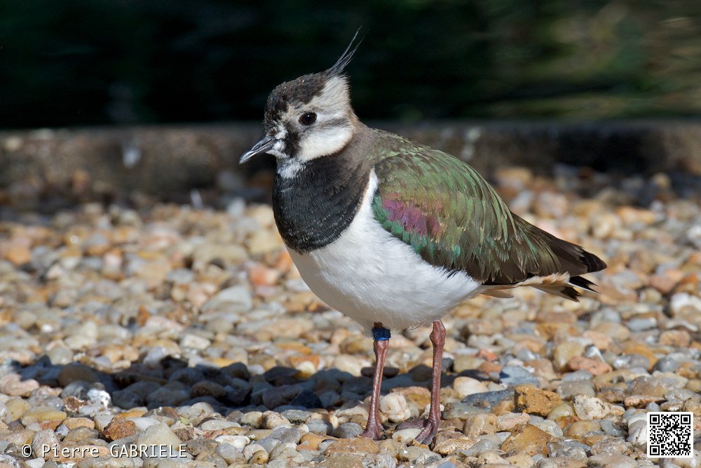 oiseaux_7239.jpg