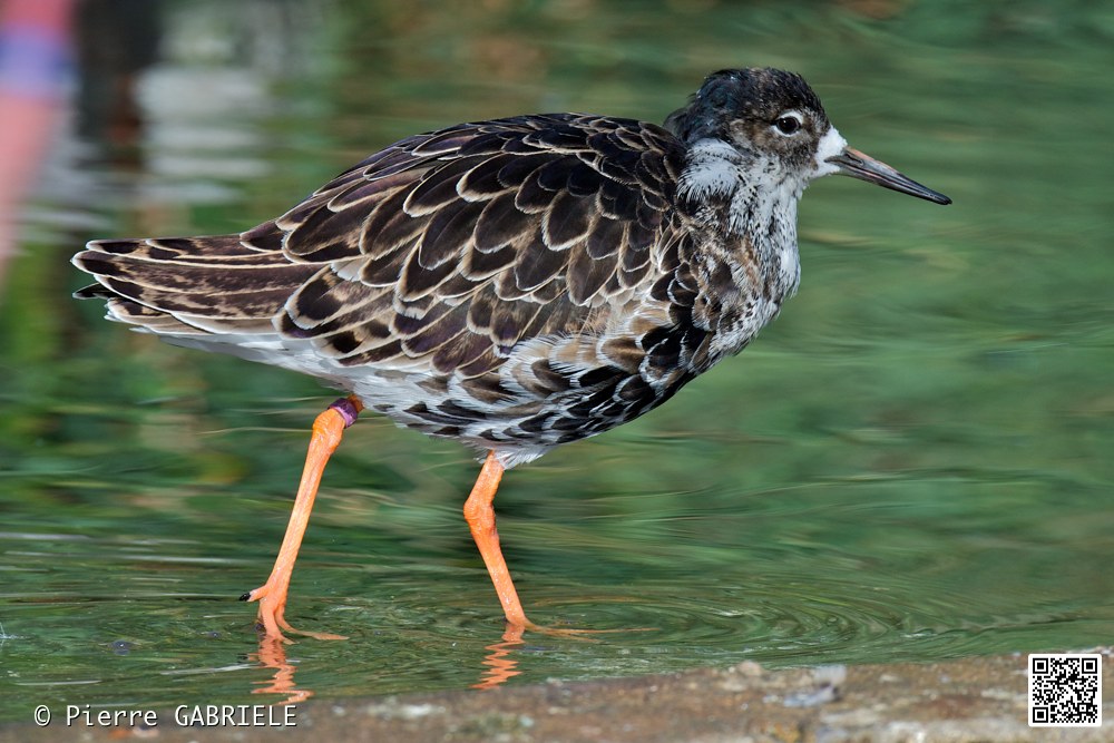 oiseaux_7241.jpg