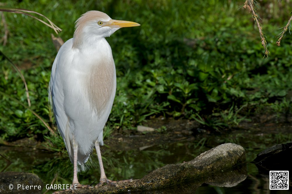 oiseaux_7249.jpg