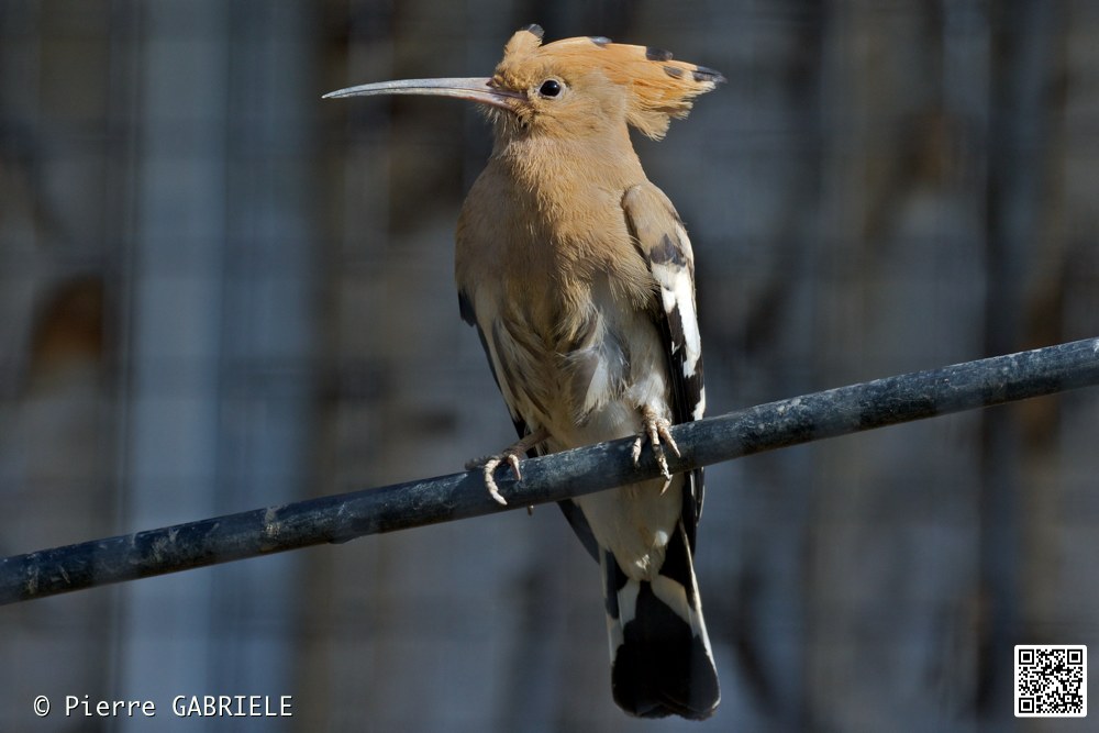 oiseaux_7266.jpg