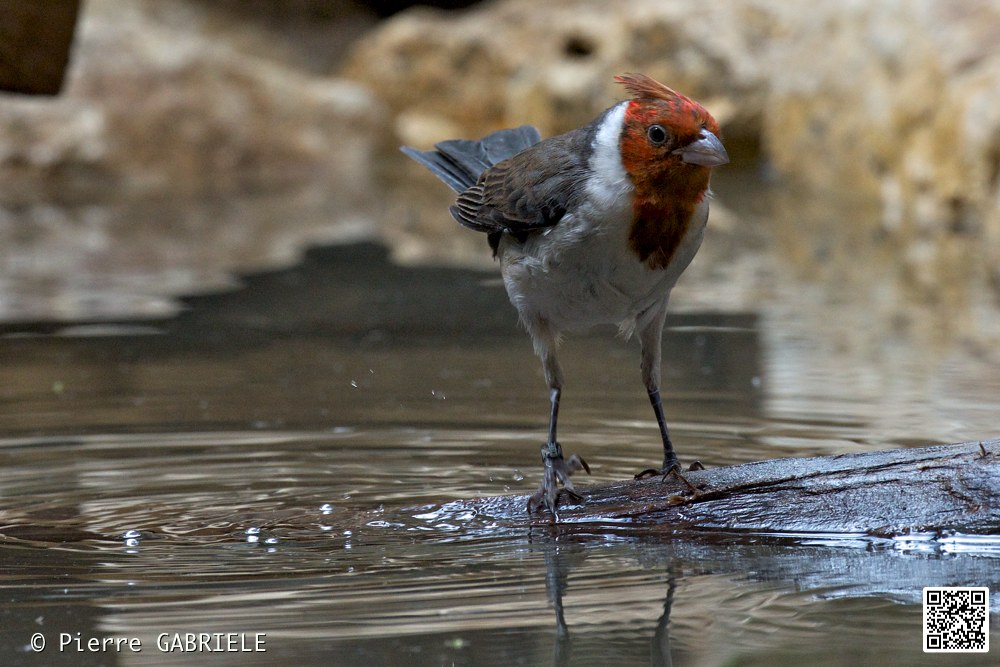 oiseaux_7423.jpg