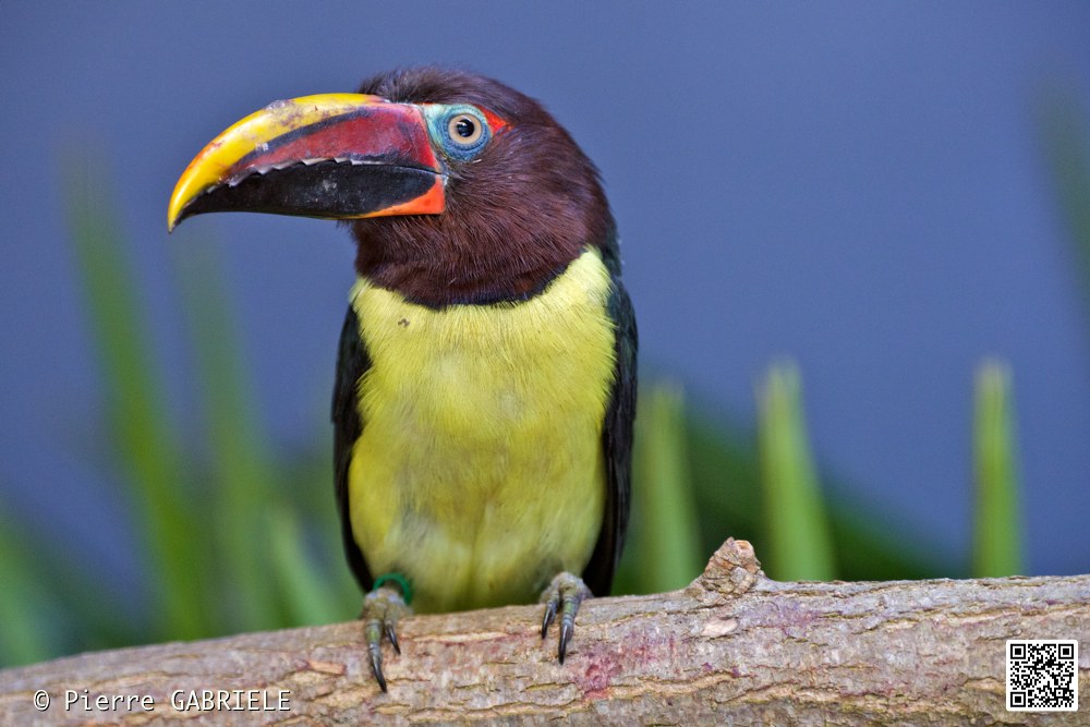 oiseaux_7430.jpg