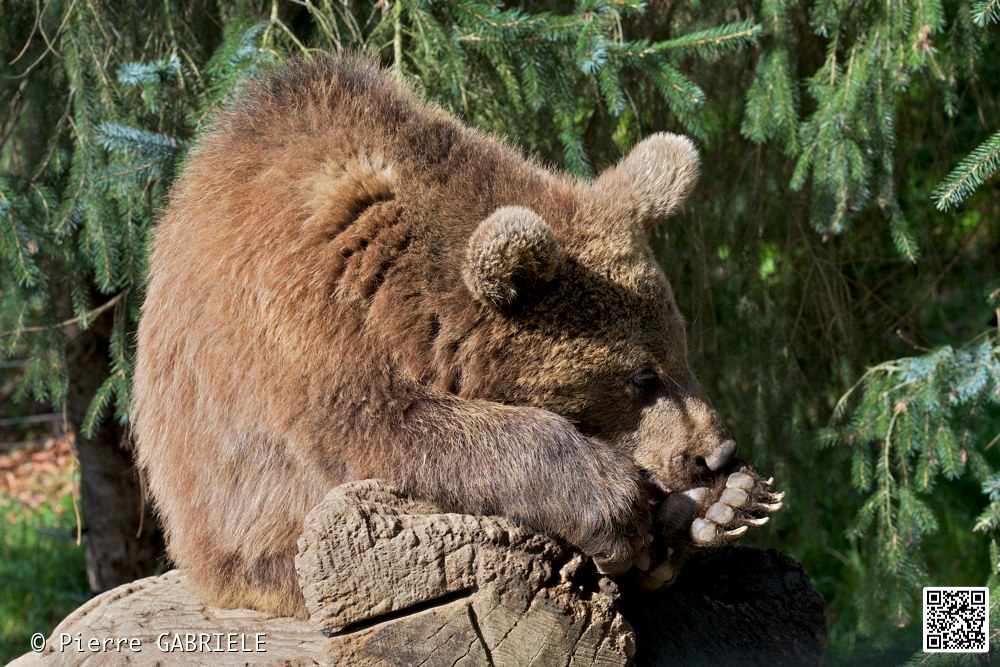 ours_7302.jpg