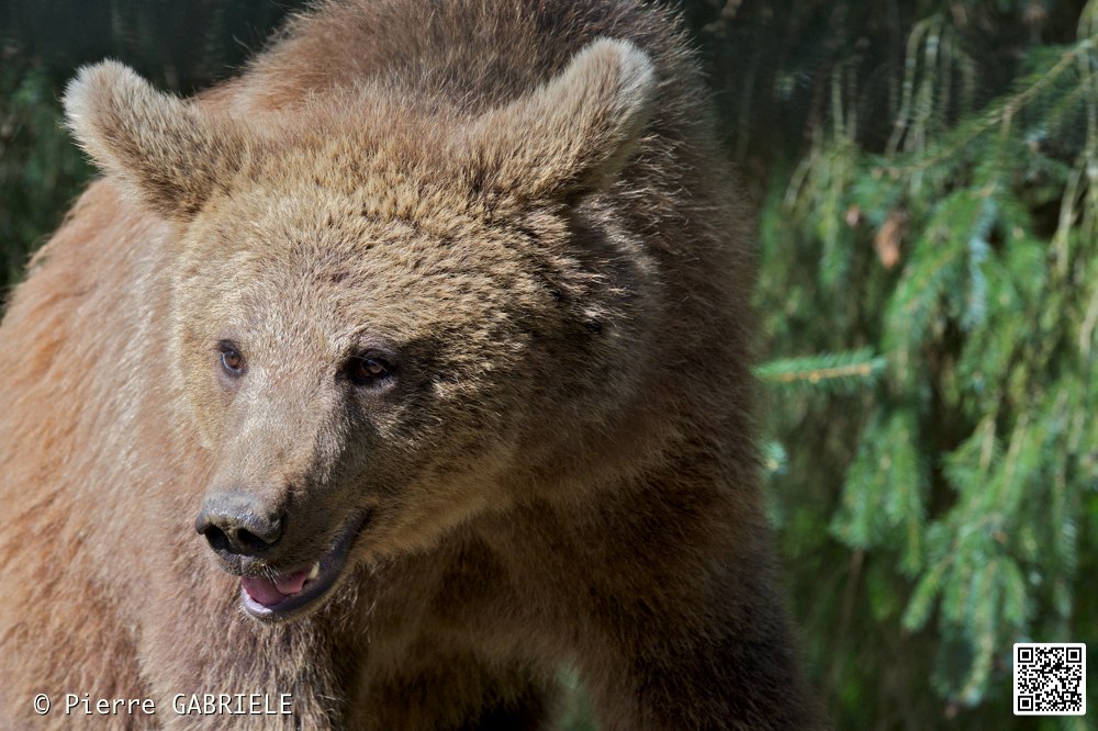 ours_7306.jpg