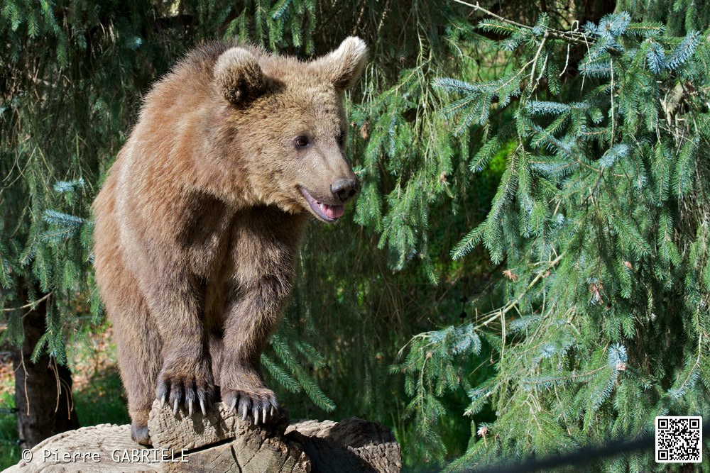 ours_7307.jpg
