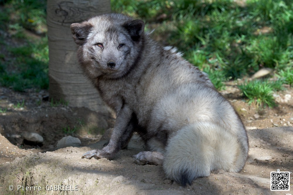 renard_7273.jpg