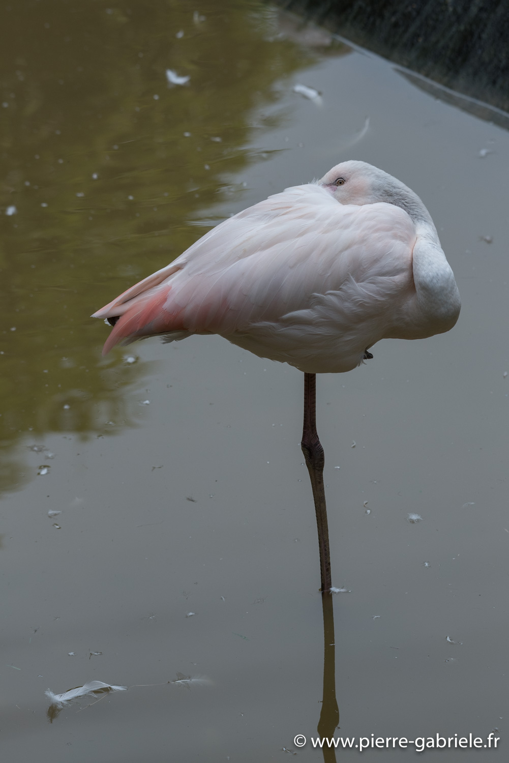 flamant-d750_5789.jpg