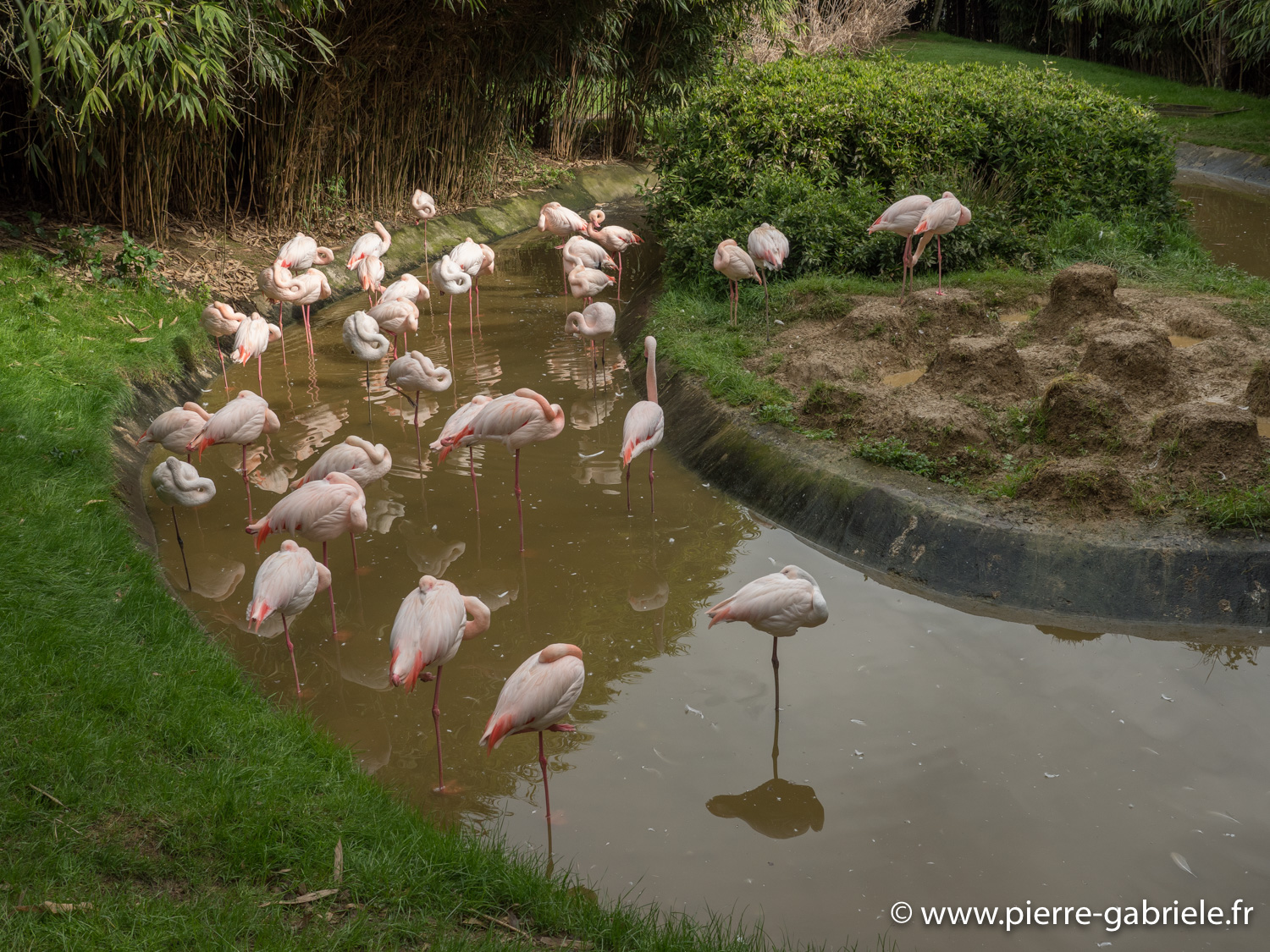 flamant-gx8_0448.jpg