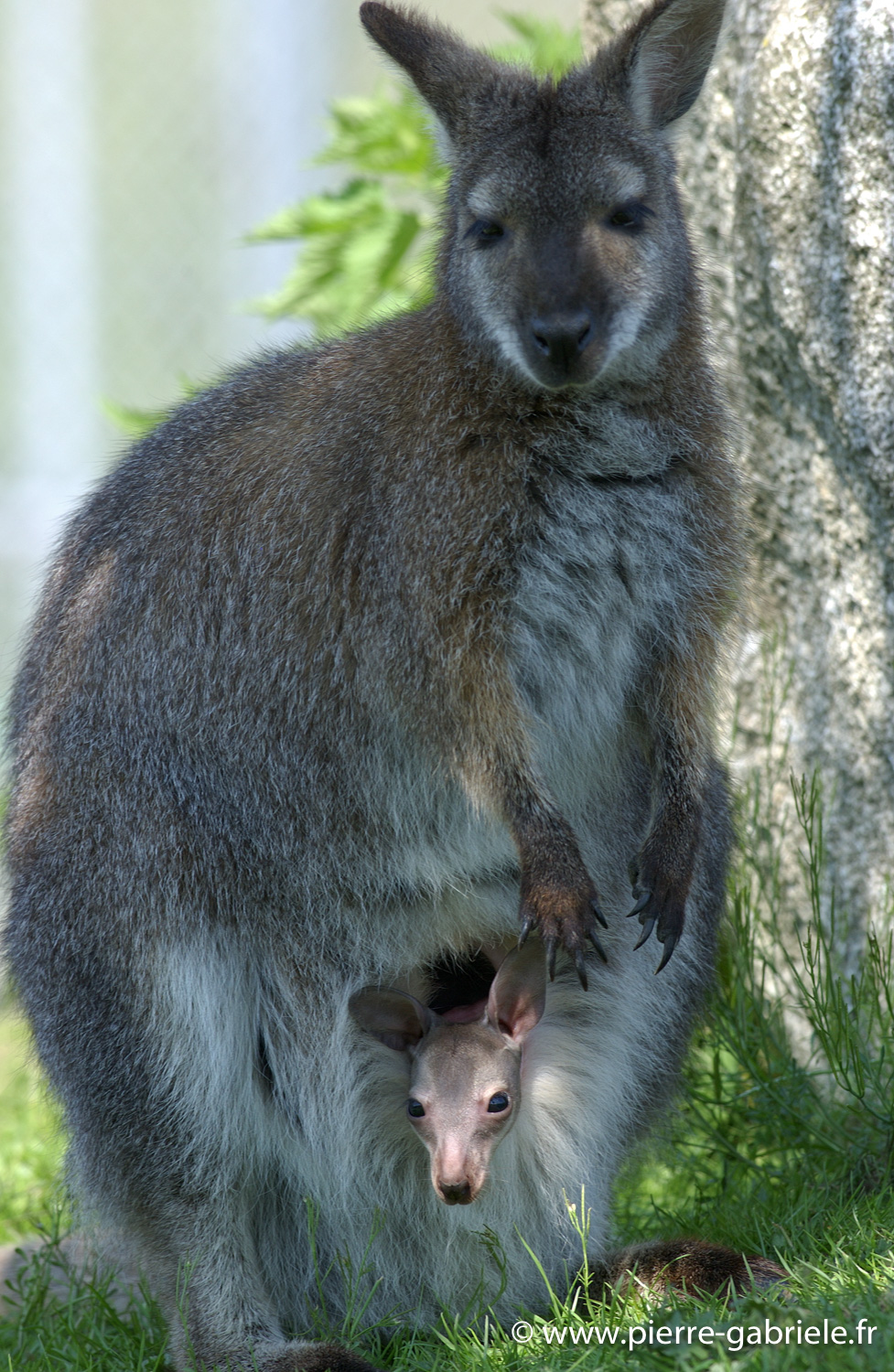 kangourou_0055.jpg
