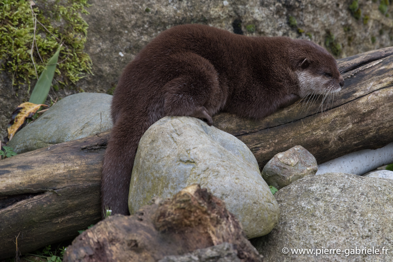 loutre-d750_5815.jpg