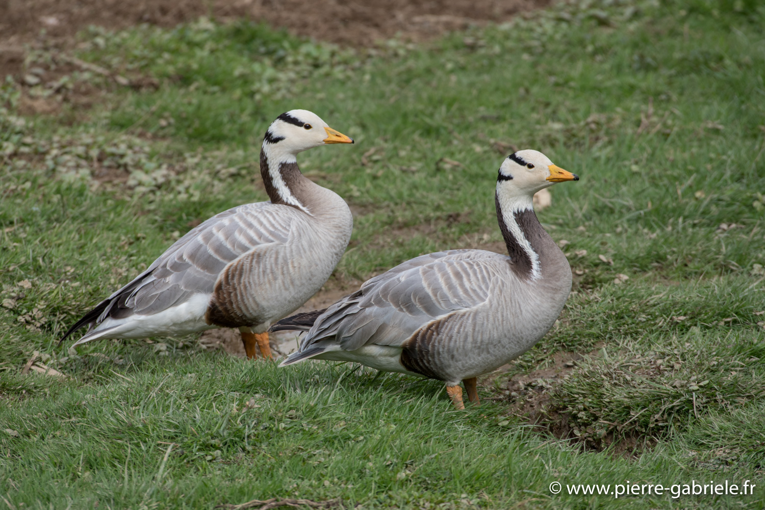 oie-tetebarree-d750_5817.jpg