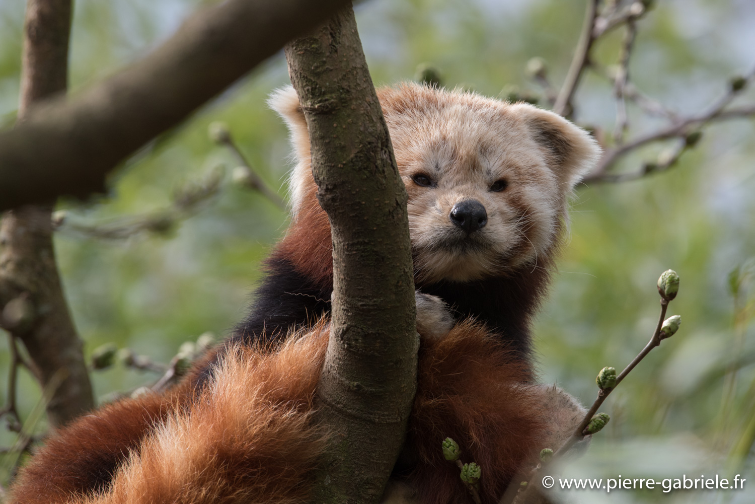 panda-roux-d750_5827.jpg