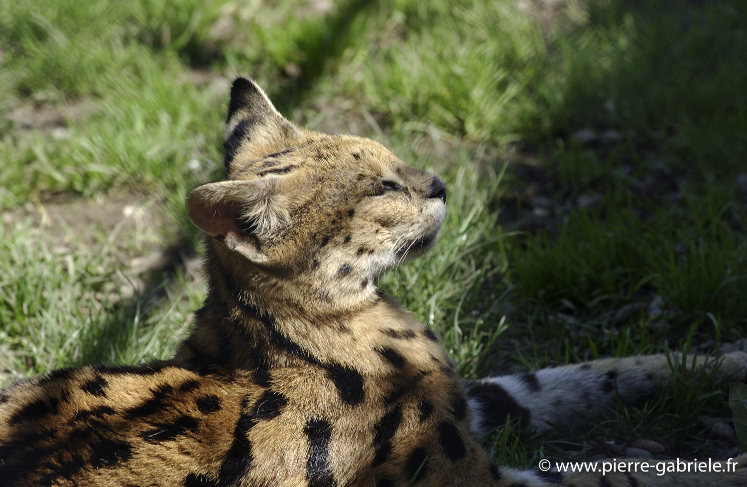 serval_0098.jpg