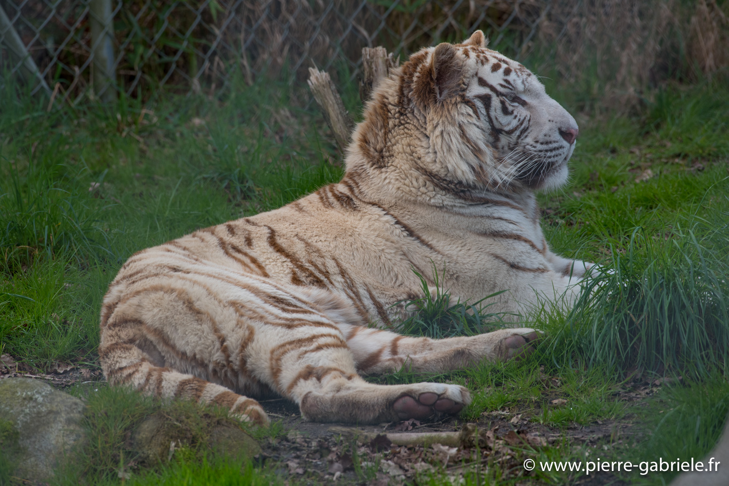 tigre-blanc-d750_5819.jpg