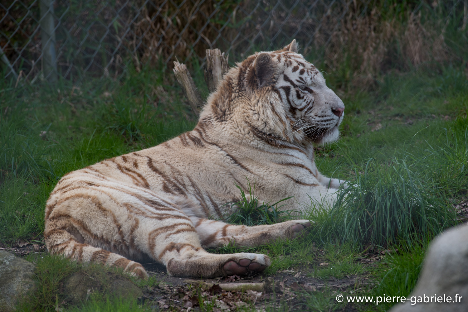 tigre-blanc-d750_5821.jpg