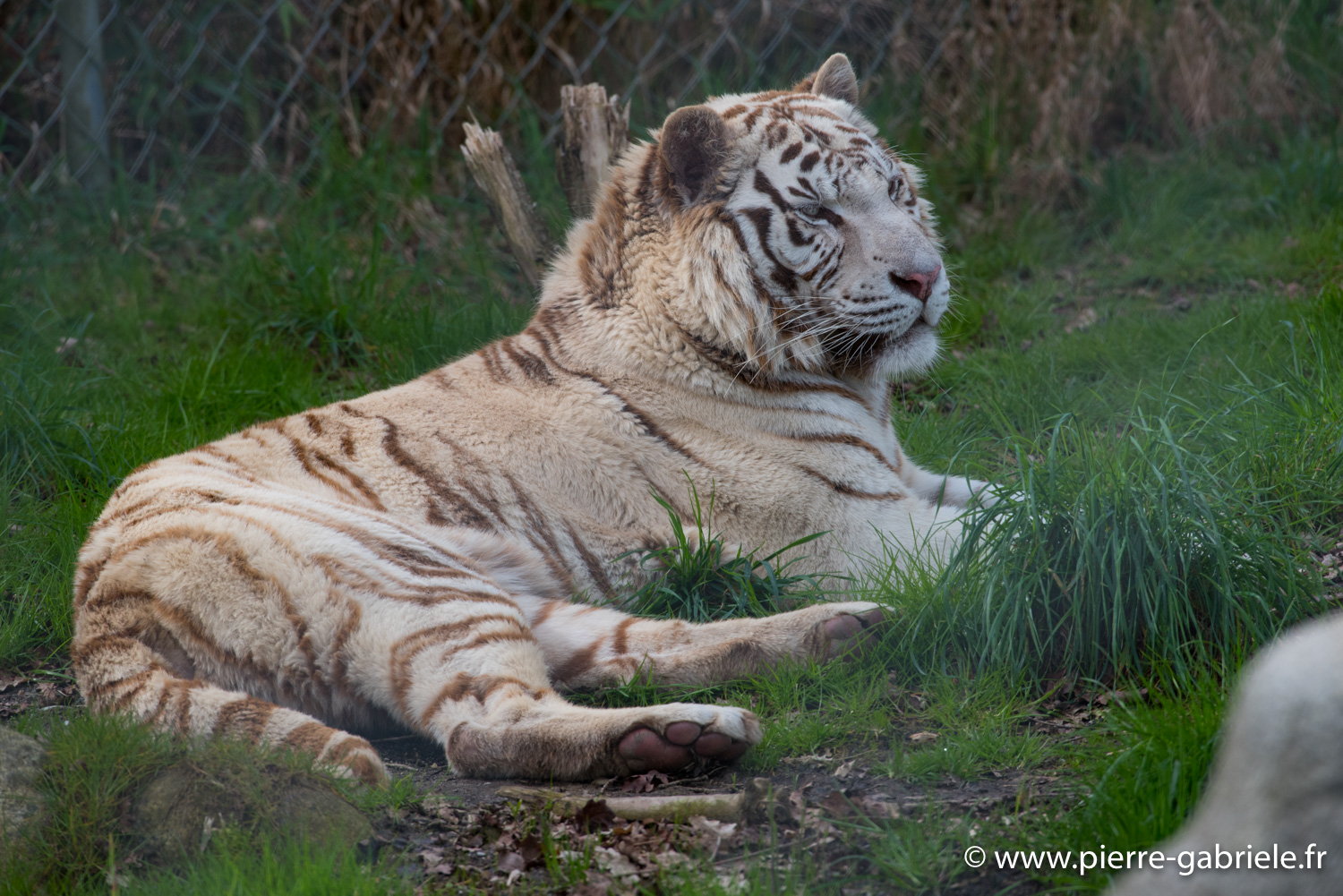 tigre-blanc-d750_5822.jpg