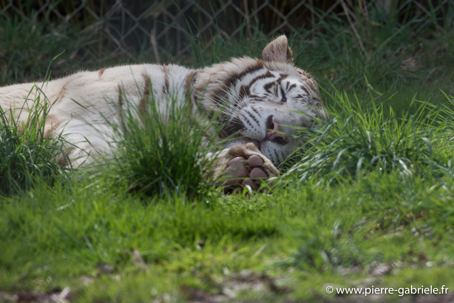 tigre-blanc-d750_5824.jpg