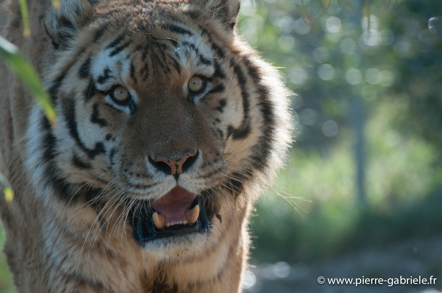 tigre_0343.jpg