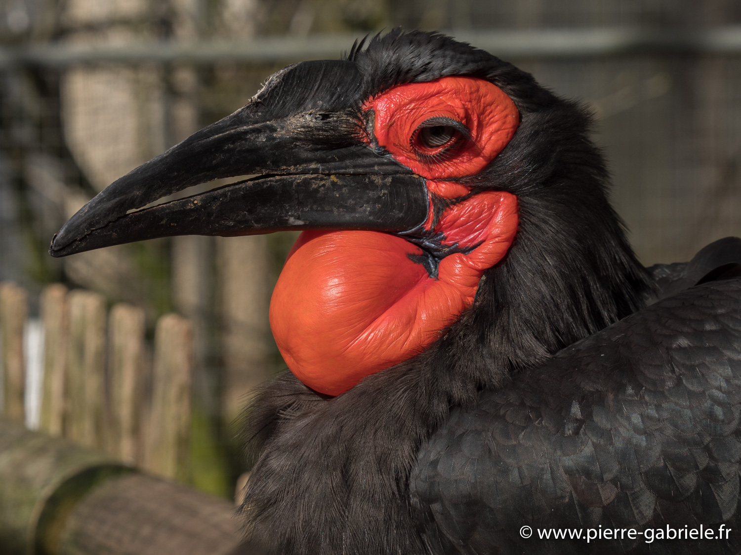 toucan-gx8_0435.jpg