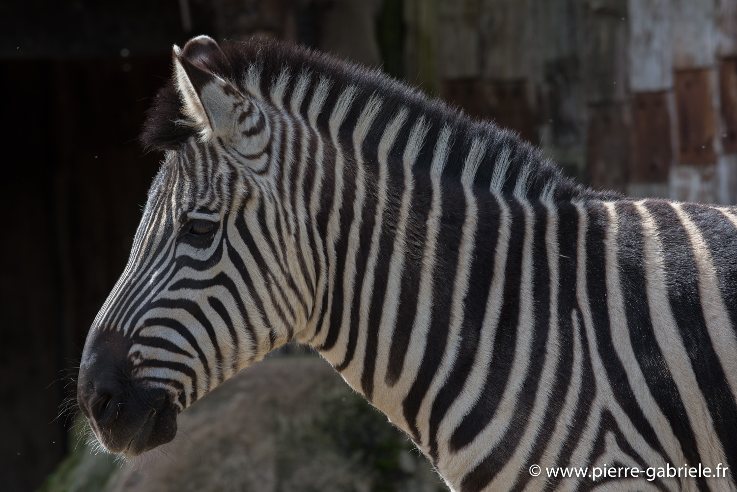 zebre-d750_5856.jpg