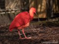 ibis-rouge_0433