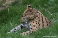 serval-d750_5852