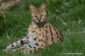 serval-d750_5854