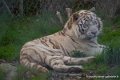 tigre-blanc-d750_5818
