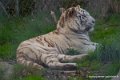 tigre-blanc-d750_5819